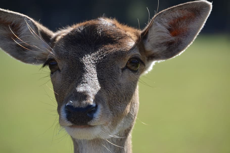 Roe Deer, Wild, Nature, one animal, animal wildlife, animal body part HD wallpaper