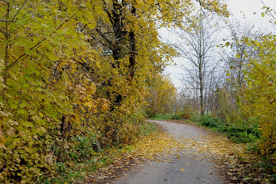 autumn, leaves, trees, bicycle path, alte landstrasse, sing up HD wallpaper