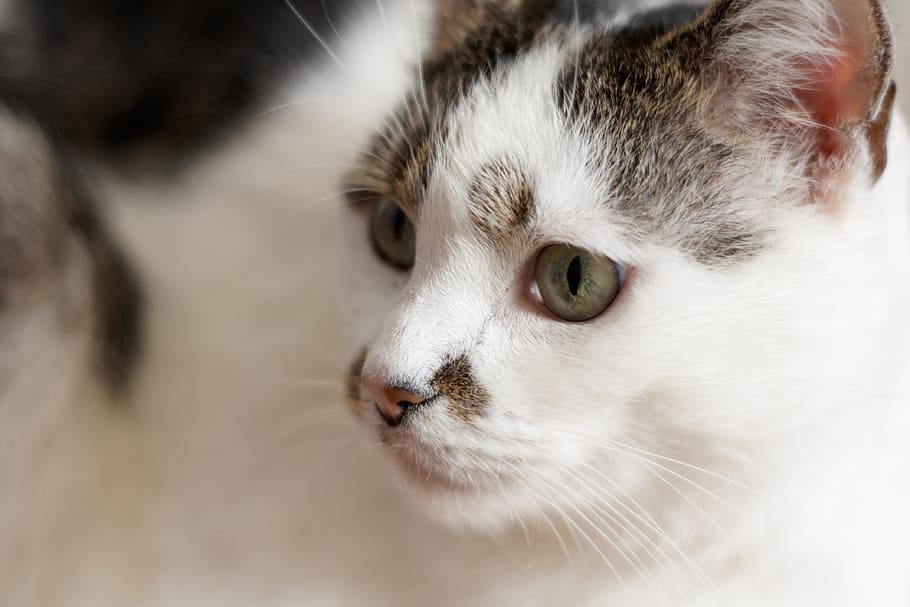 cat, kitten, fluffy, mammal, animal themes, domestic, one animal HD wallpaper