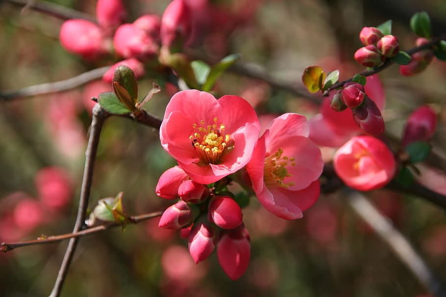 Flower, Nature, Spring, red flower, plant, branch, close-up HD wallpaper
