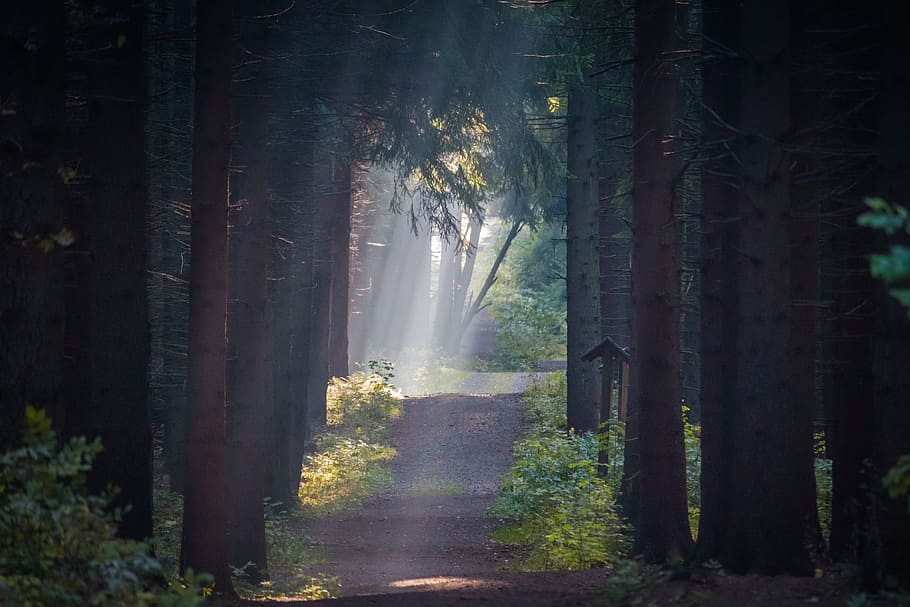 pathway surrounded by trees, forest, fog, sun, rays, nature HD wallpaper