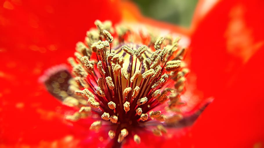 flower, nature, closeup, flora, garden, outdoors, summer, poppy HD wallpaper