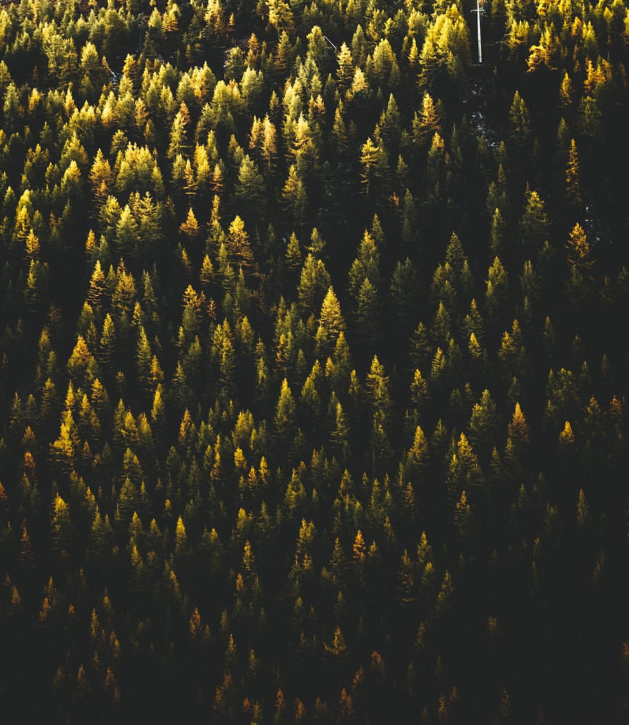 top view of green pine trees, aerial view of pine trees, sunlight HD wallpaper