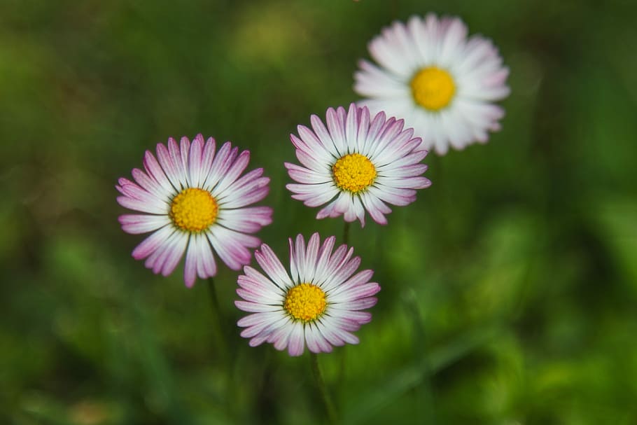daisy, summer, meadow, nature, garden, magerite, close, blossom HD wallpaper