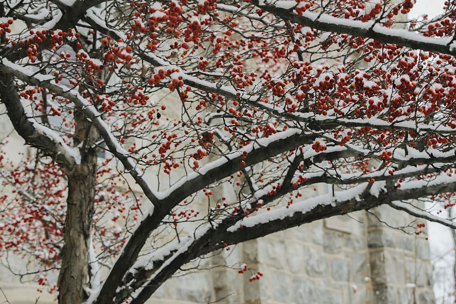 red tree in shallow focus photography, snow covered tree, branch HD wallpaper