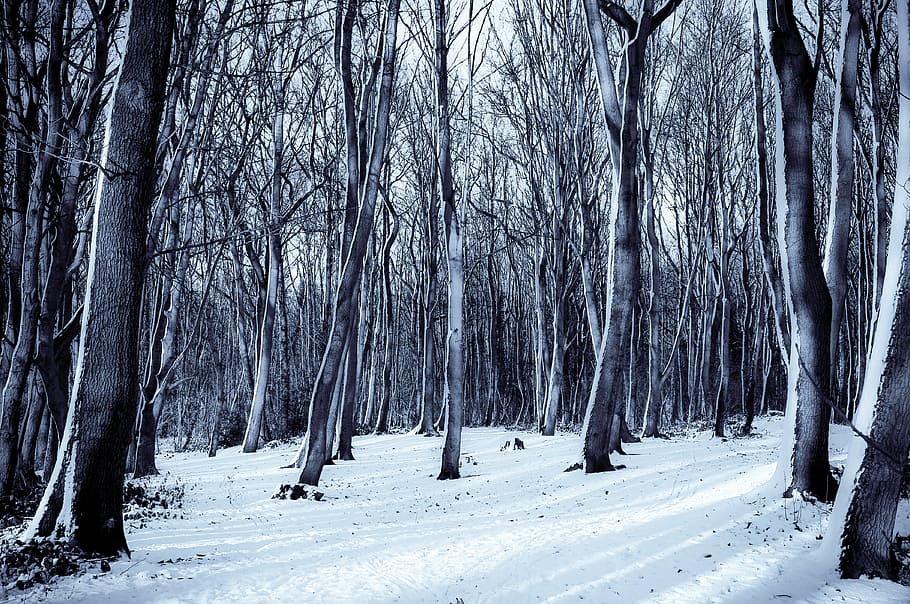 cold, forest, nature, snow, trees, winter, frost, cold - Temperature HD wallpaper