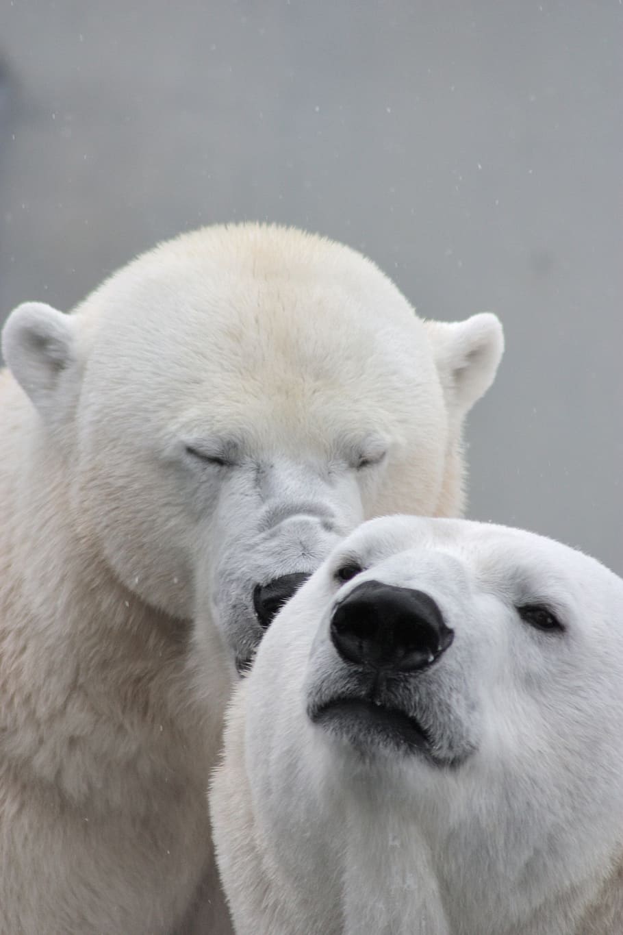 Polar bear with closed eyes beside another Polar bear, teddy