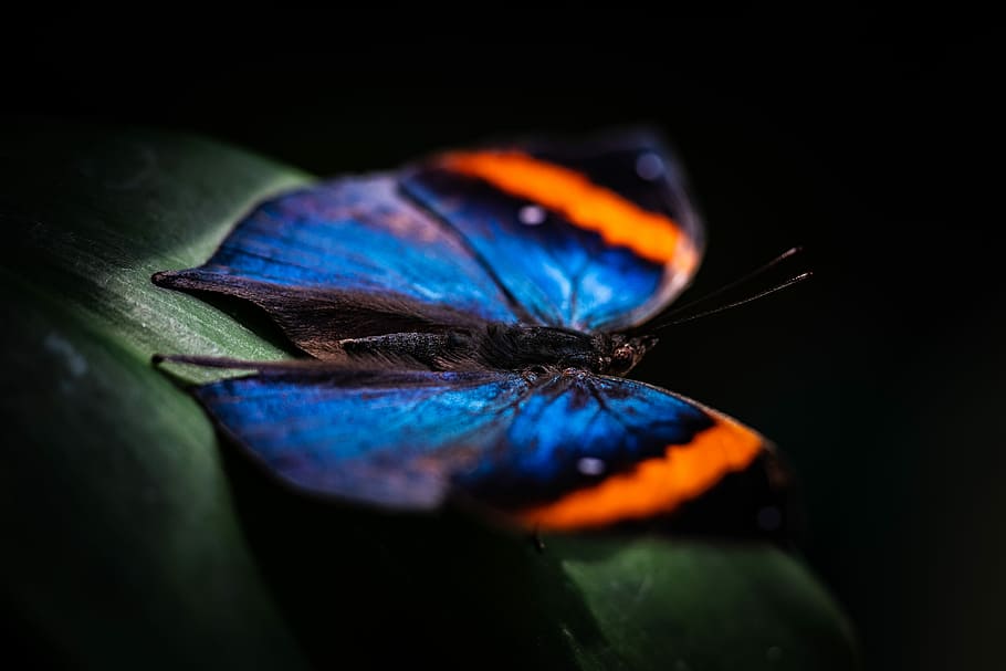 closeup photography of blue and orange butterfly on green leaf, macro photo of blue and orange butterfly on green leaf HD wallpaper