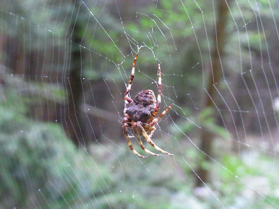 spider, arachne, cobweb, network, animal, forest, meadow, spider web HD wallpaper