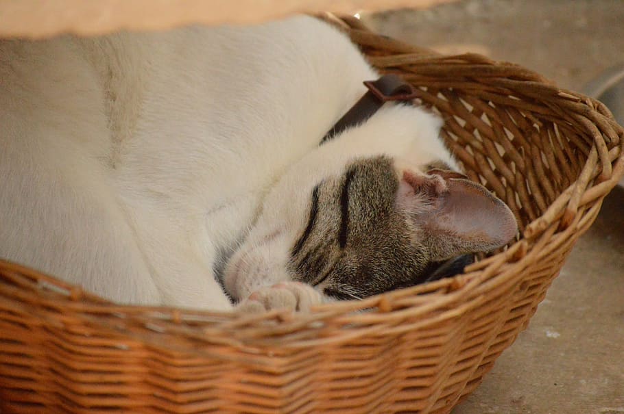 cat, sleep, peaceful, basket, container, animal themes, mammal HD wallpaper