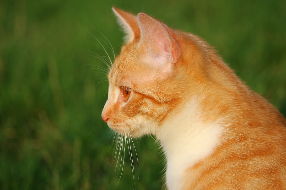 cat, kitten, red mackerel tabby, mieze, red cat, young cat HD wallpaper