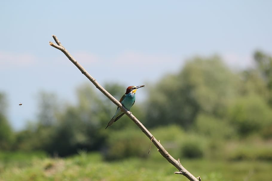 birds, ram, bee, flight, nature, animal wildlife, animals in the wild HD wallpaper