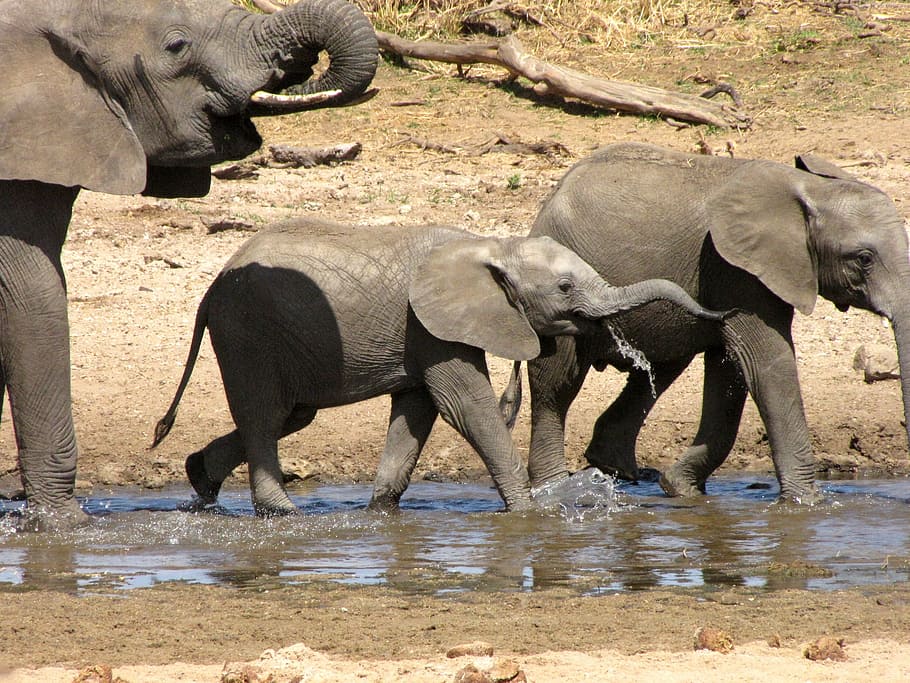Tanzania, Safari, Elephant, Africa, tarangire, big five, wildlife, HD wallpaper