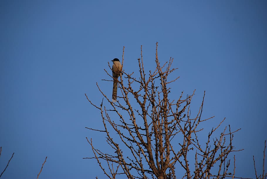 Branch, Winter, Bird, Lonely, Blue Sky, one animal, animal wildlife HD wallpaper