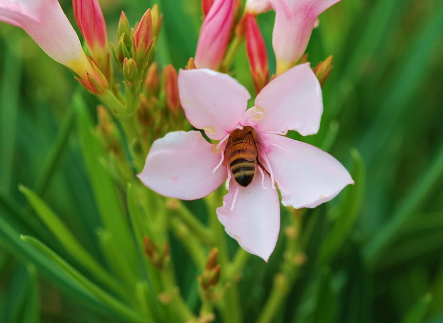 bee, pollination, spring, insect, close-up, nature, pollinating HD wallpaper