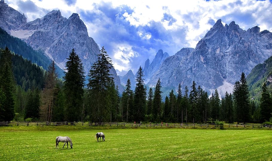 two white horses on lawn, clouds, mountain, mountains, landscape HD wallpaper