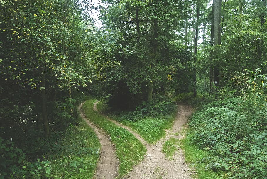 two roads between trees, crossed pathways surrounded with trees HD wallpaper