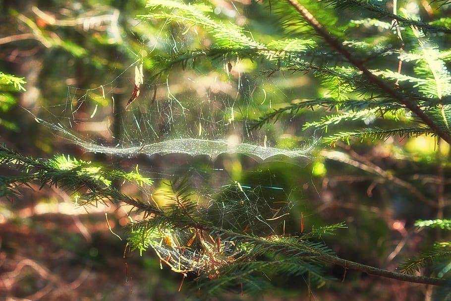 nature, sunbeam, forest, trees, sunlight, cobweb, spider web HD wallpaper