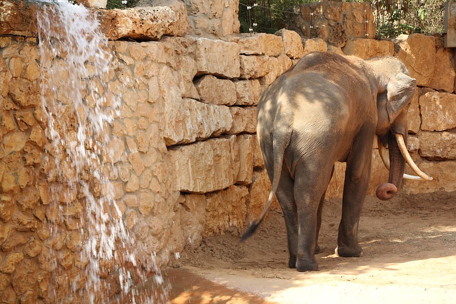 éléphant, défense, animal africain, sauvage, lourd, nature