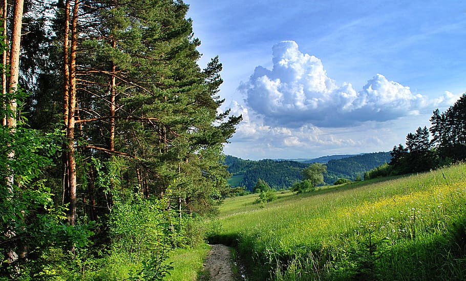 trees near grass during daytime photo, Forest, Way, Clouds HD wallpaper