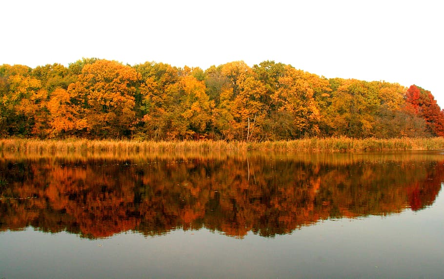 Lake, Forest, Reflection, Yellow, autumn, landscape, leaf, nature HD wallpaper