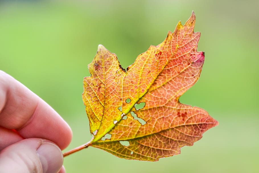 sheet, hand, autumn, colored, nature, fallen leaves, yellow HD wallpaper