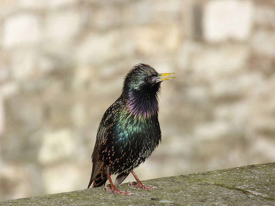 Bird, London, Ave, one animal, animal themes, animals in the wild HD wallpaper