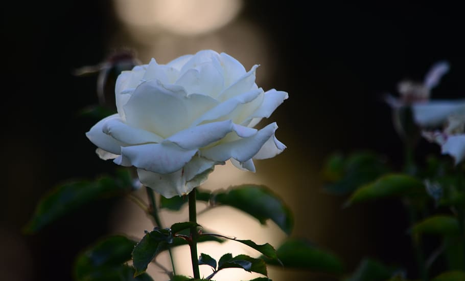 evening, sunset, rose, flower, flowering plant, beauty in nature HD wallpaper