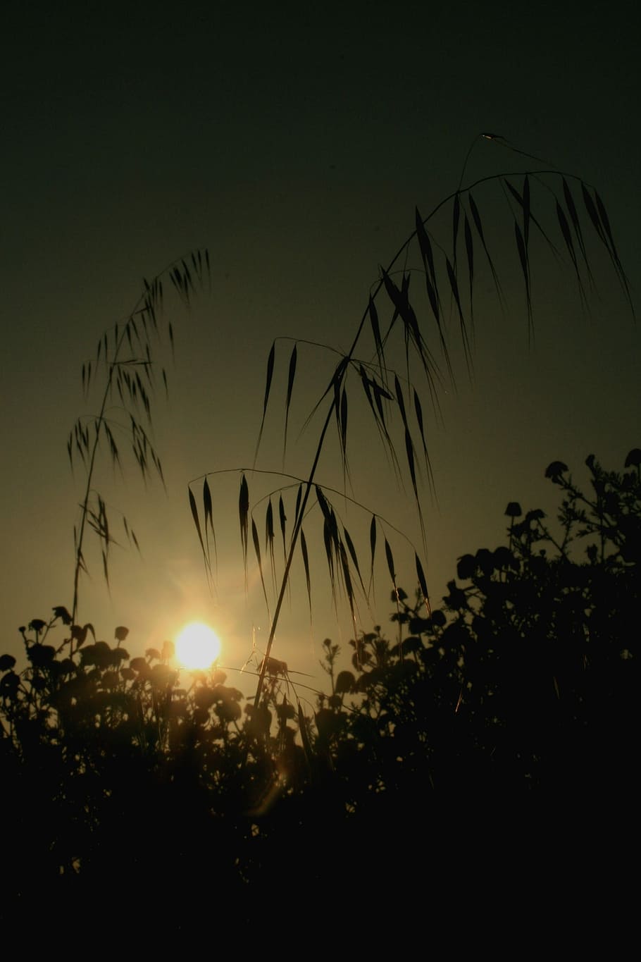 Grass, Sun, Nature, Summer, Green, Field, sunny, outdoor, sunshine HD wallpaper