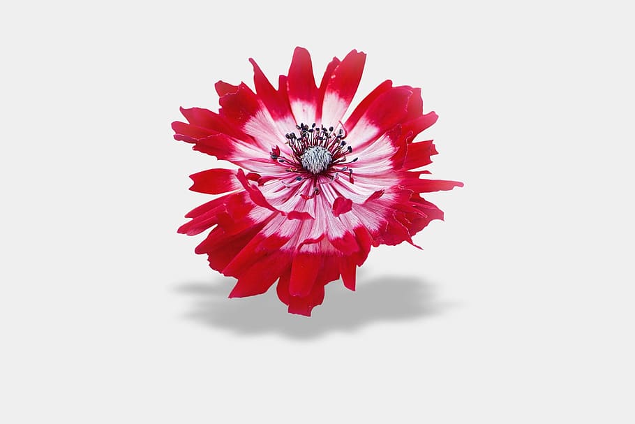 Flower, Background, Photo, Anemone, red, white background, blank space HD wallpaper