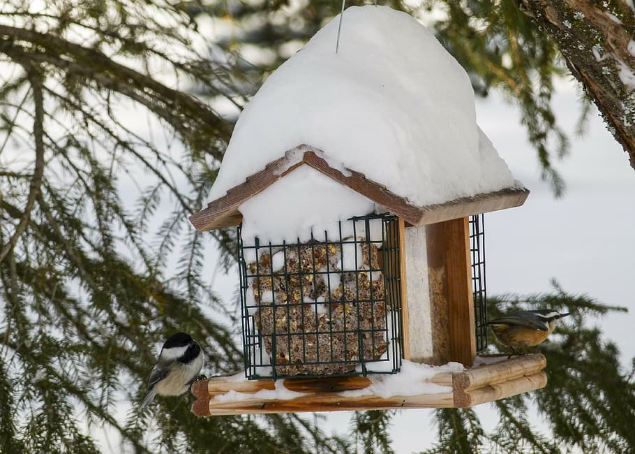 bird house, animal, wildlife, feathered, feeding place, nature, HD wallpaper