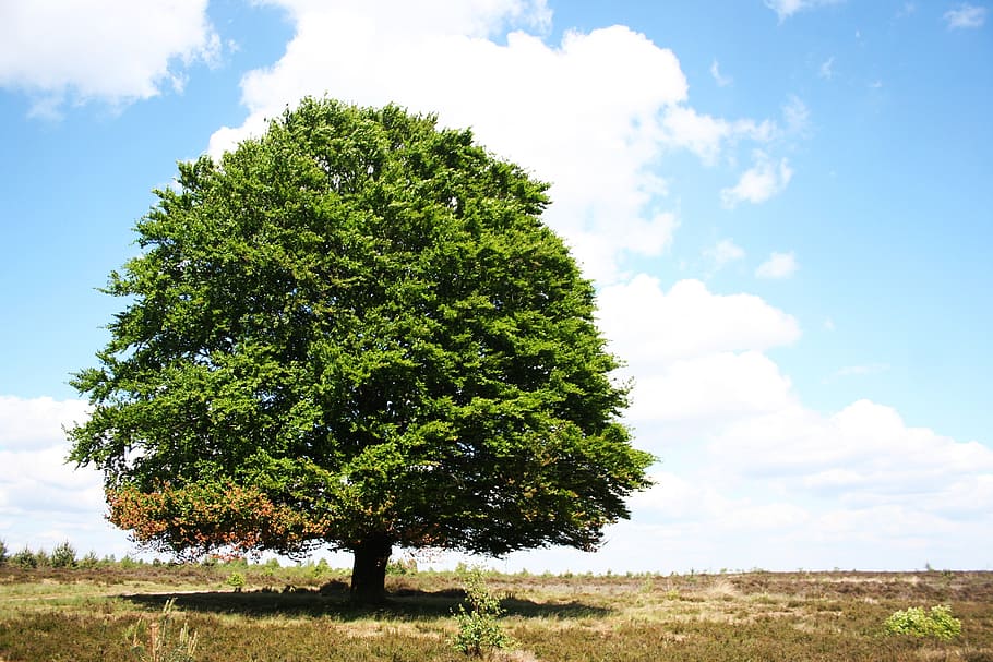 green tree, lonely, summer, nature, growth, trees, landscape HD wallpaper