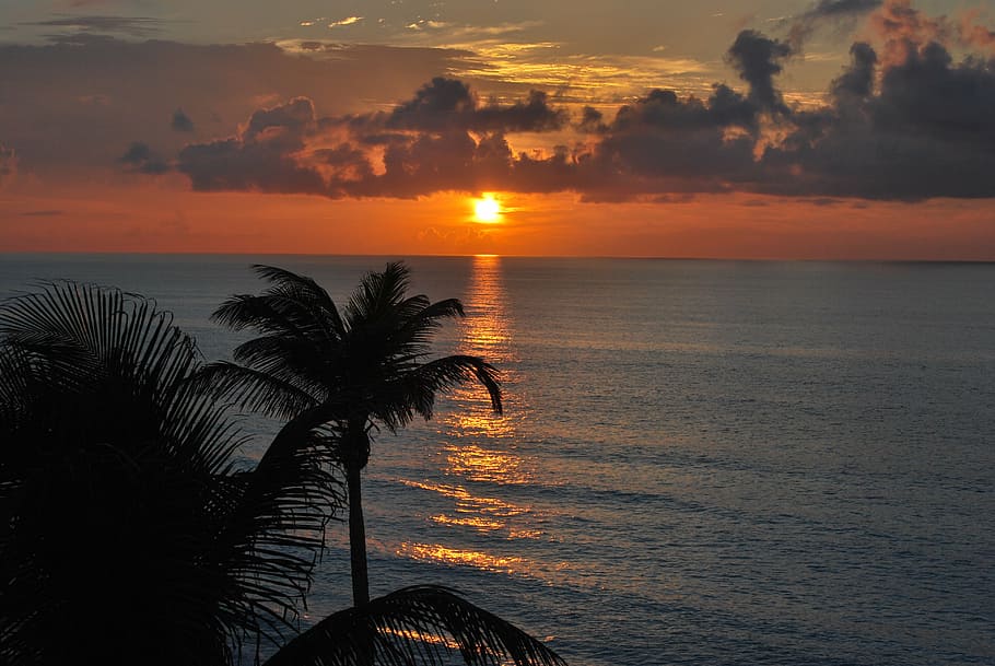 coconut tree on beach shore silhouette during golden hour, cancun HD wallpaper