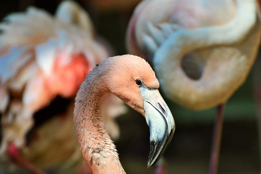 Flamingo, Bird, Pink, Plumage, bill, feather, birds, animal HD wallpaper