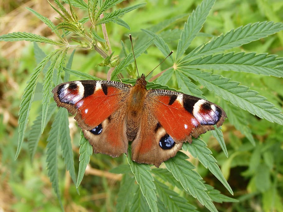 butterfly, insect, wing, antenna, decoration, invertebrate HD wallpaper