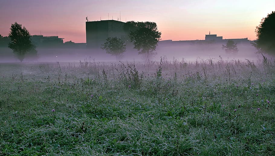 the fog, national library, warsaw, meadow, mokotowskie field, HD wallpaper
