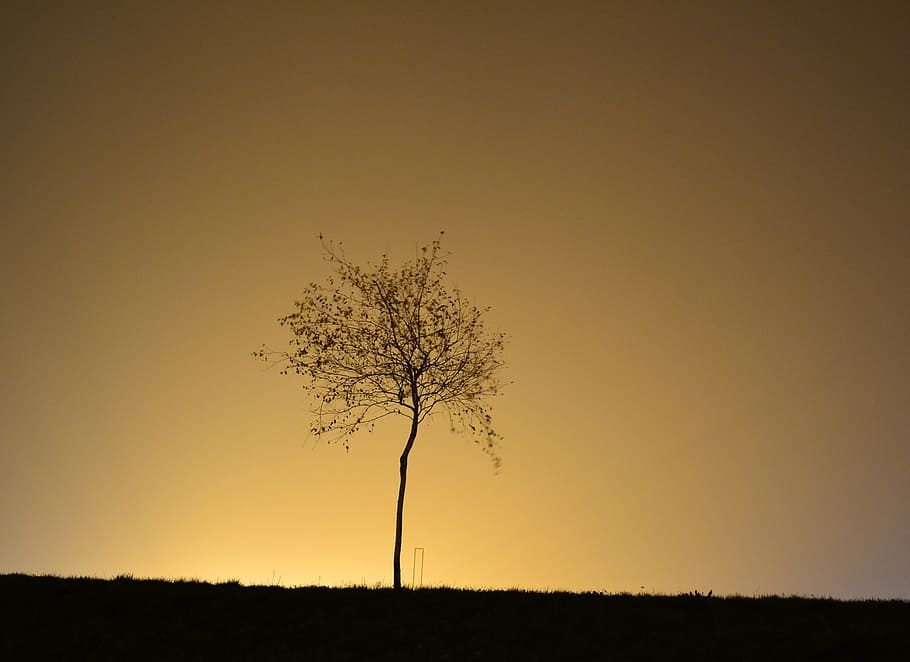 night, tree, glow, lone tree, sky, tranquility, sunset, silhouette HD wallpaper