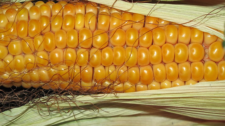 yellow corn, grain, corn on the cob, autumn, background, food and drink HD wallpaper