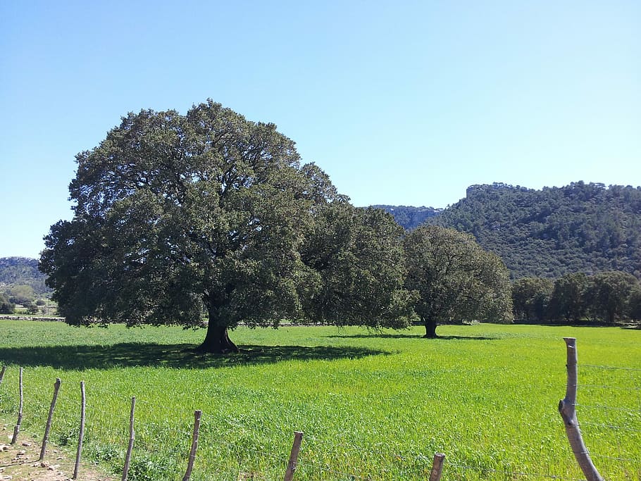 Tree, Nature, Leaf, Grass, Spring, green, landscape, plant HD wallpaper