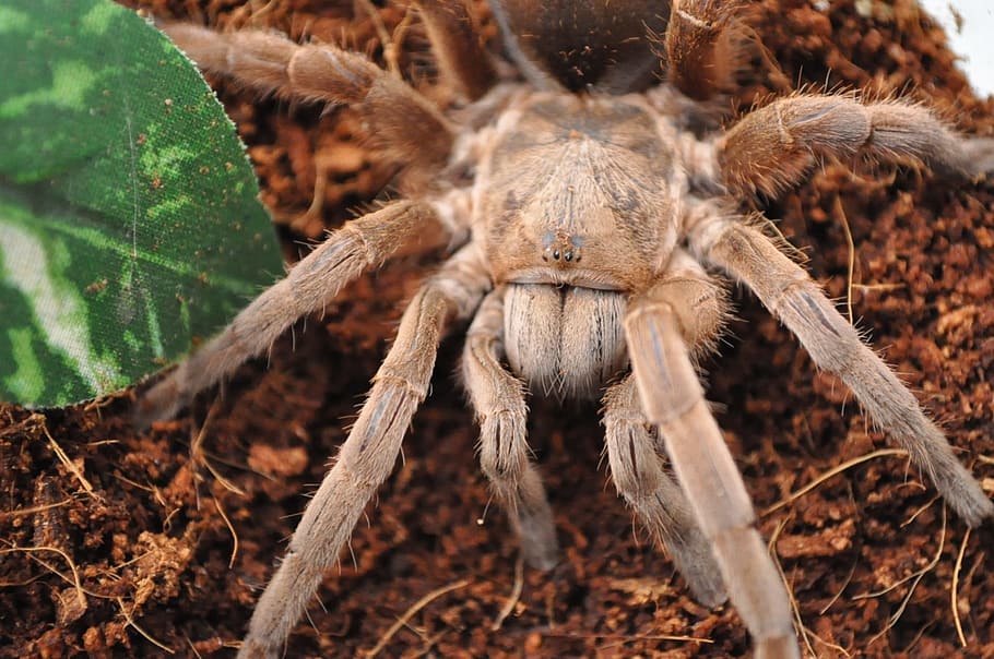 Tarantula, Spider, Arachnid, Danger, insect, fear, scary, spooky HD wallpaper