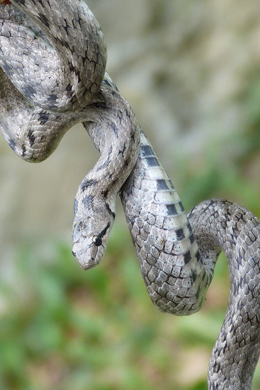 snake, reptile, focus on foreground, animal themes, animal wildlife HD wallpaper