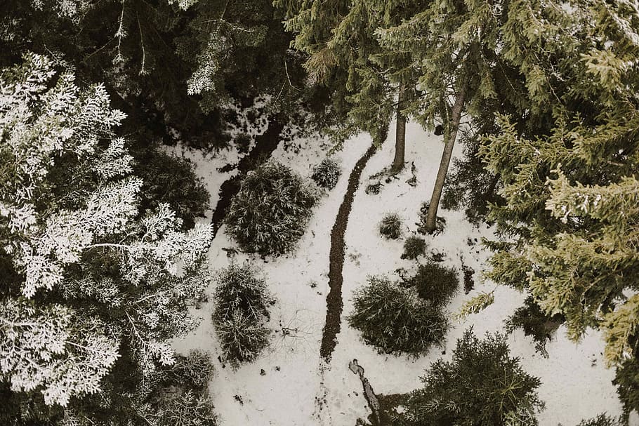 aerial view of tall trees covered with snow, aerial view of green trees HD wallpaper
