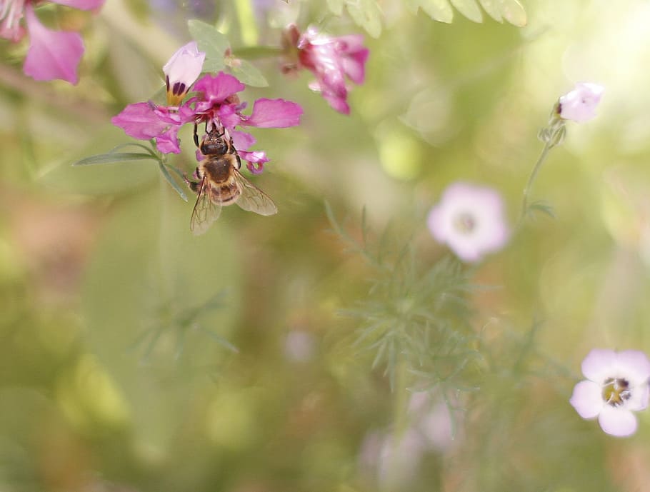 bee, spring, flower, macro, pollen, sprinkle, flowering plant HD wallpaper