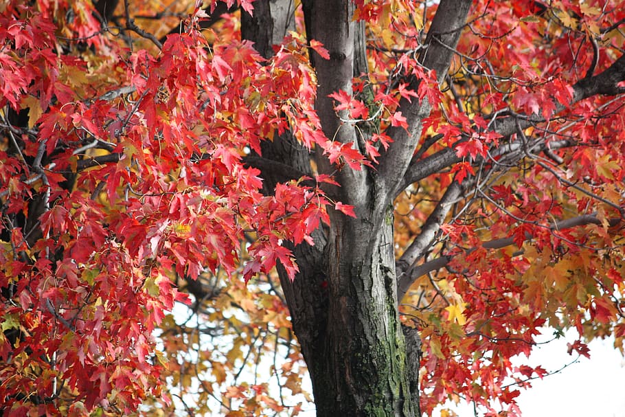 Tree, Leaves, Maple, Autumn, Fall, red, woods, forest, environment HD wallpaper