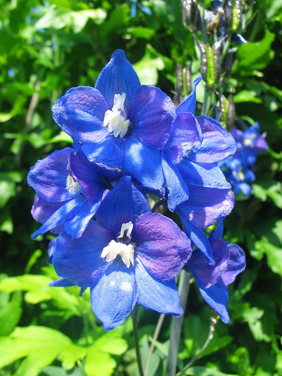 Larkspur, Blue, Blossom, Bloom, Flower, shrub, nature, blue violet, HD wallpaper