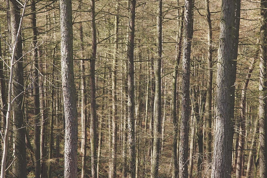 forest, wood, trees, trunks, bare, bark, coniferes, nature HD wallpaper