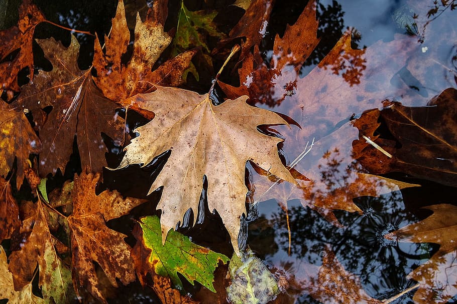 leaf, yellow, autumn, nature, dry leaves, withered leaves, water HD wallpaper
