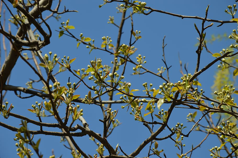 flowers, buds, tree, spring, green, branches, sky, nature, blue HD wallpaper