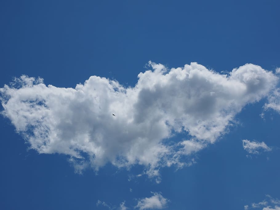 sky, cloud, bird, blue, clouds form, white, cumulus clouds HD wallpaper