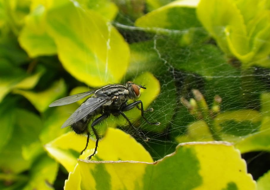 macro, fly, insect, cobweb, animals in the wild, animal wildlife HD wallpaper